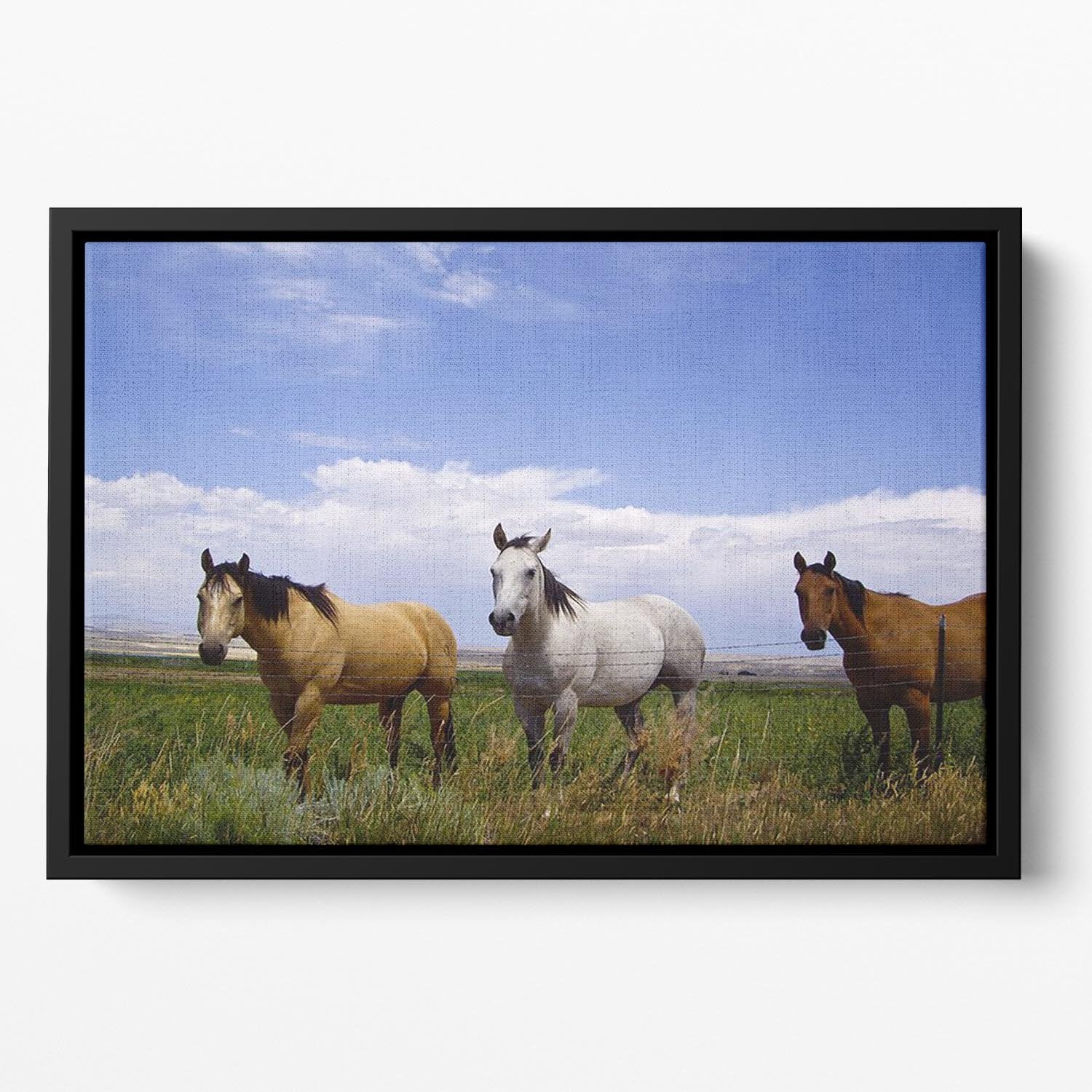 Three horses of a different color Floating Framed Canvas - Canvas Art Rocks - 2