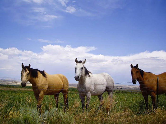 Three horses of a different color Wall Mural Wallpaper