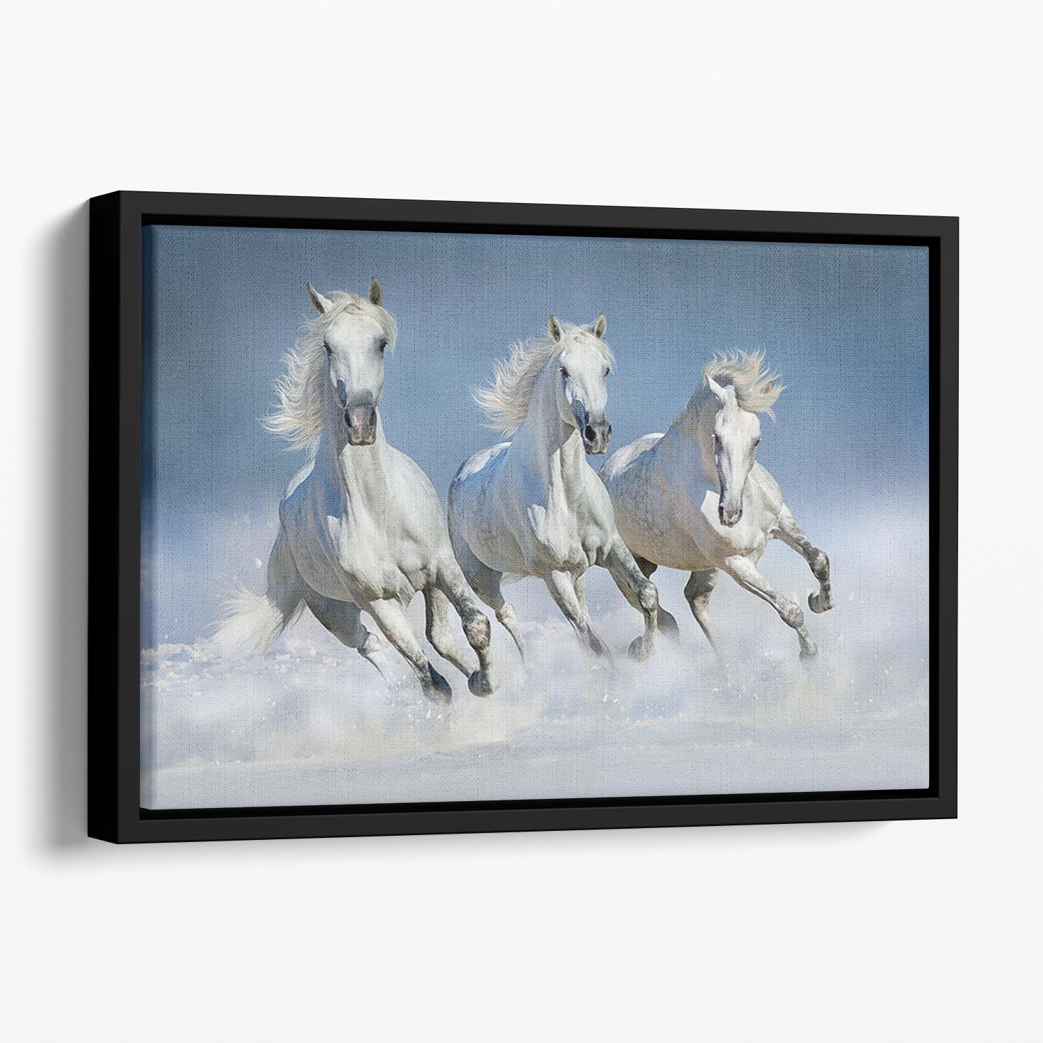 Three white horse run gallop in snow Floating Framed Canvas - Canvas Art Rocks - 1