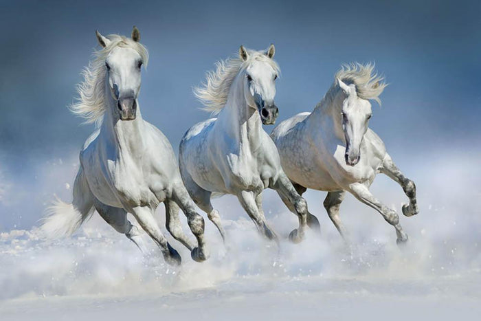 Three white horse run gallop in snow Wall Mural Wallpaper