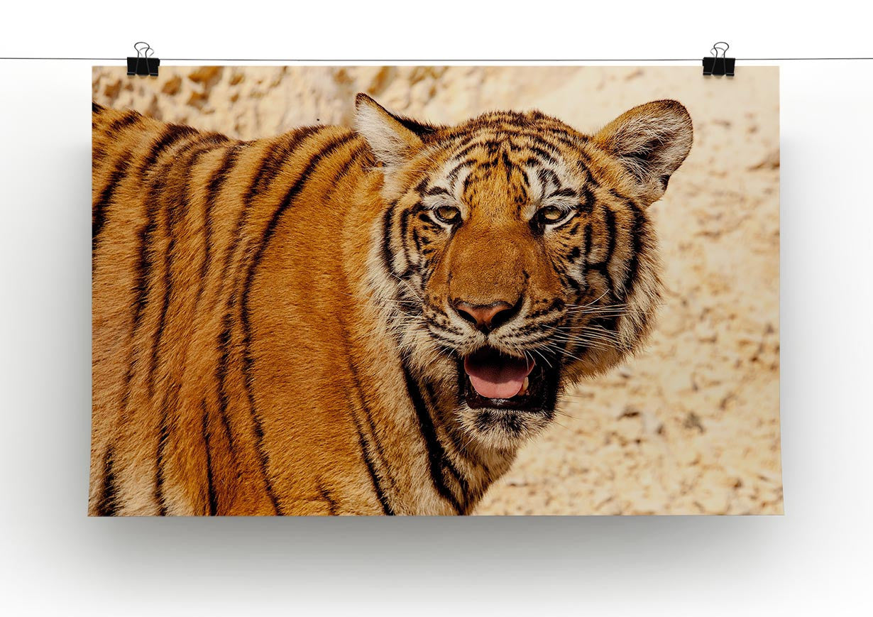 Tiger In The Heat Print - Canvas Art Rocks - 2