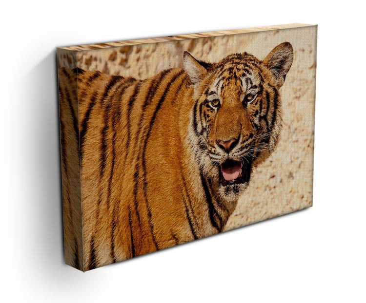 Tiger In The Heat Print - Canvas Art Rocks - 3