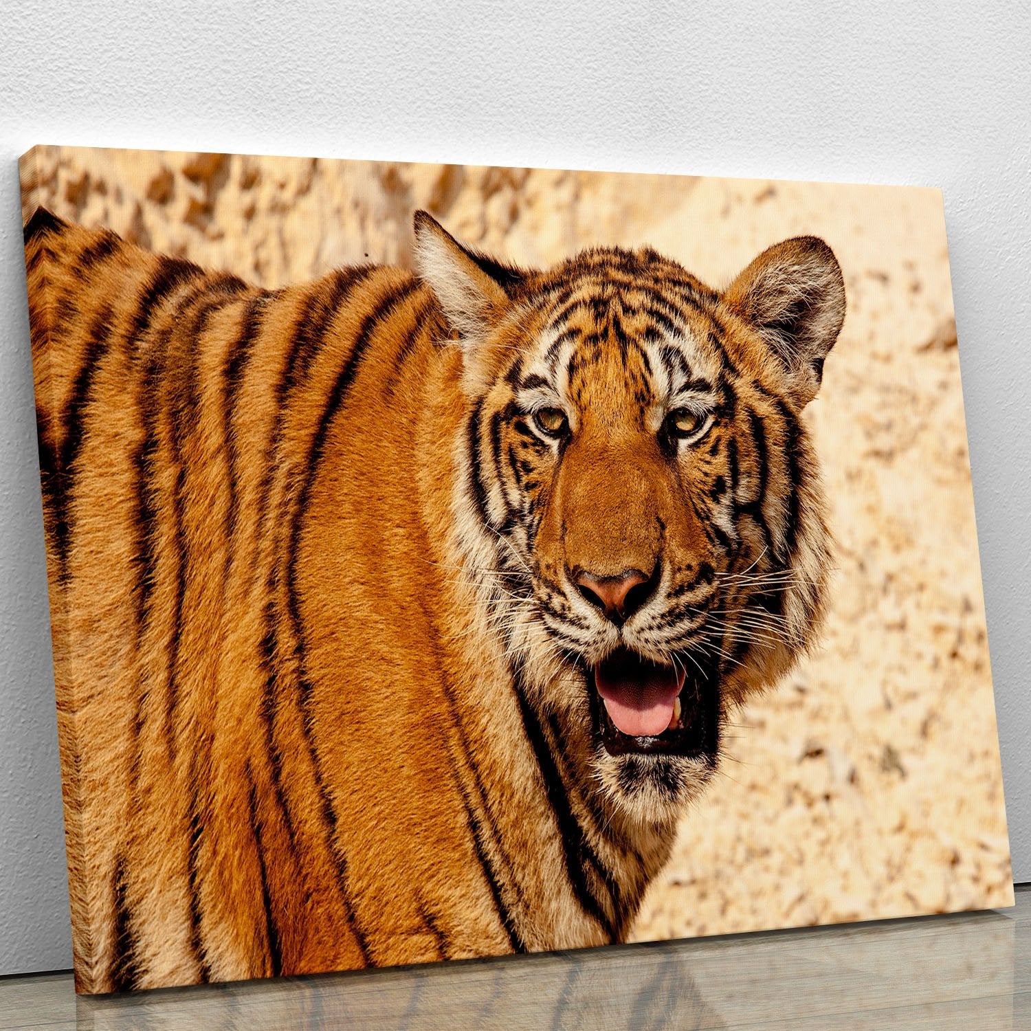 Tiger In The Heat Canvas Print or Poster