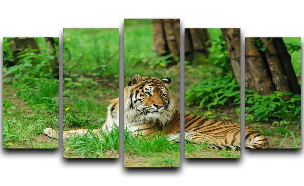 Tiger on the green grass 5 Split Panel Canvas - Canvas Art Rocks - 1
