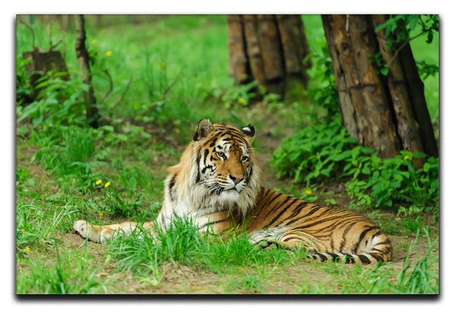 Tiger on the green grass Canvas Print or Poster - Canvas Art Rocks - 1