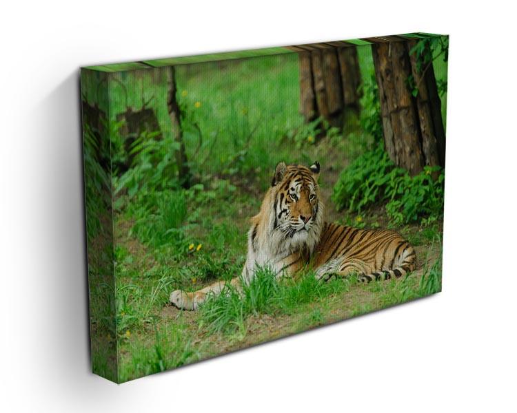 Tiger on the green grass Canvas Print or Poster - Canvas Art Rocks - 3