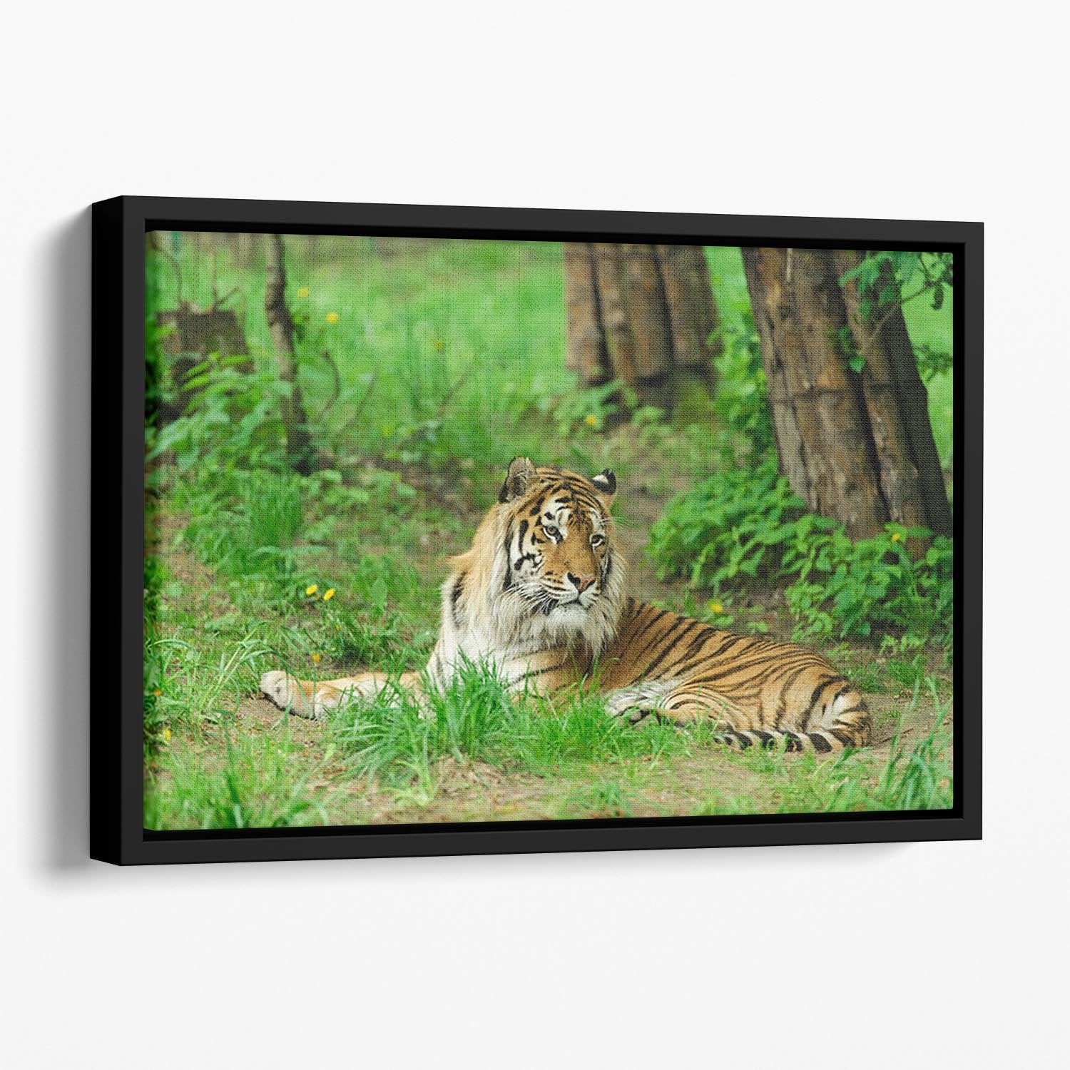 Tiger on the green grass Floating Framed Canvas - Canvas Art Rocks - 1