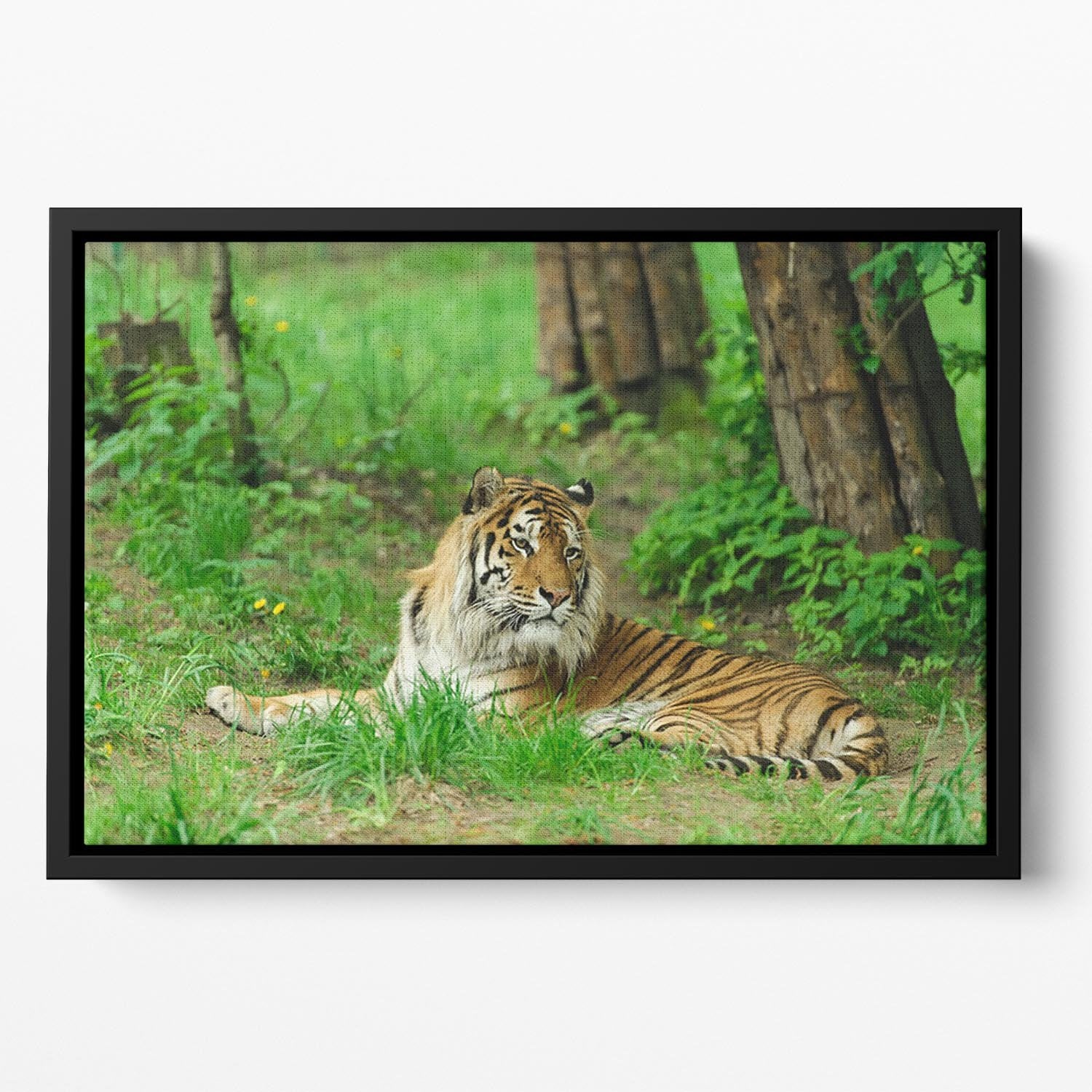Tiger on the green grass Floating Framed Canvas - Canvas Art Rocks - 2