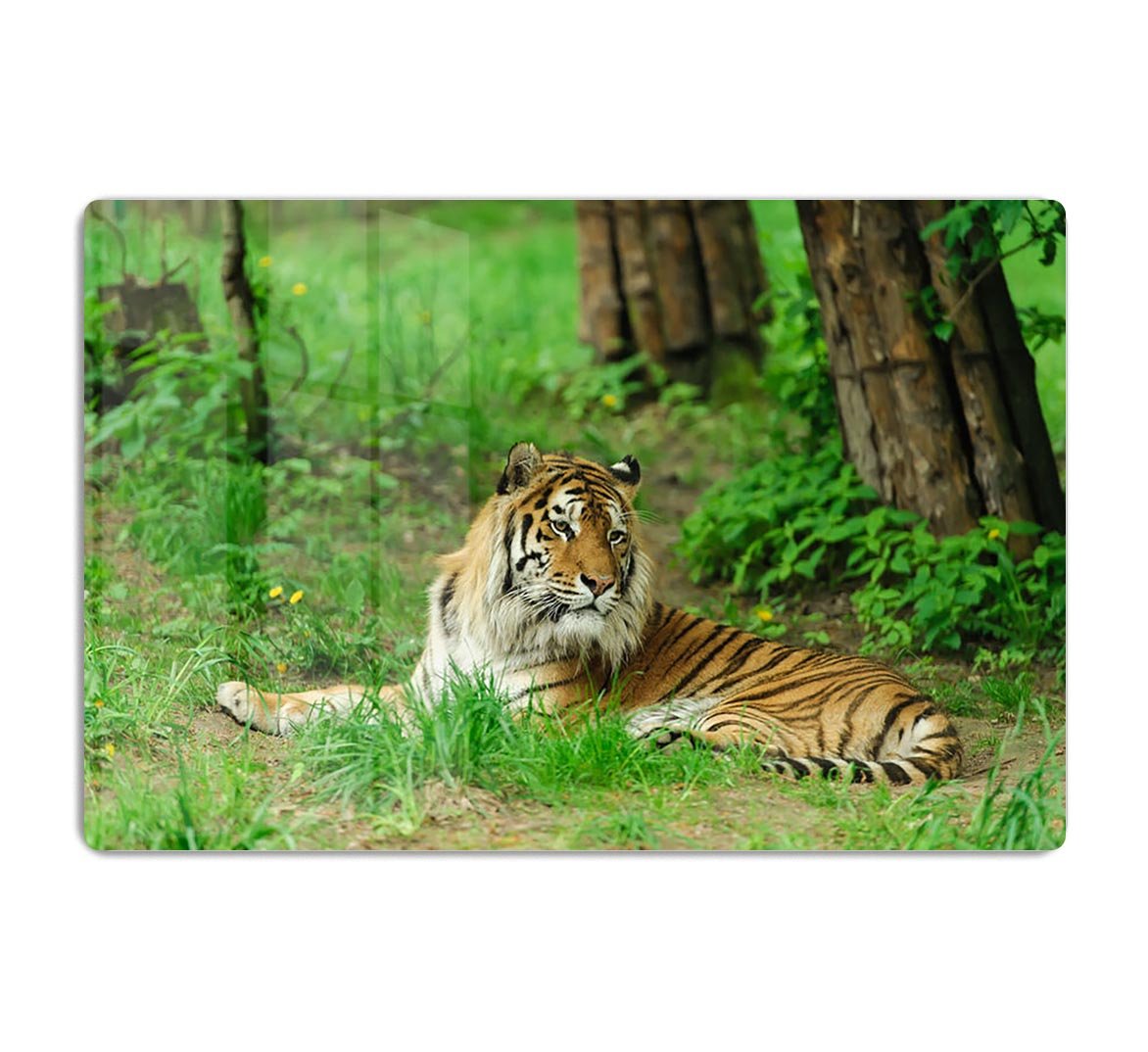 Tiger on the green grass HD Metal Print - Canvas Art Rocks - 1