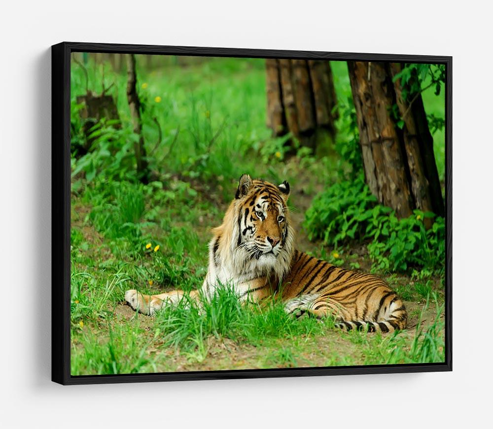 Tiger on the green grass HD Metal Print - Canvas Art Rocks - 6