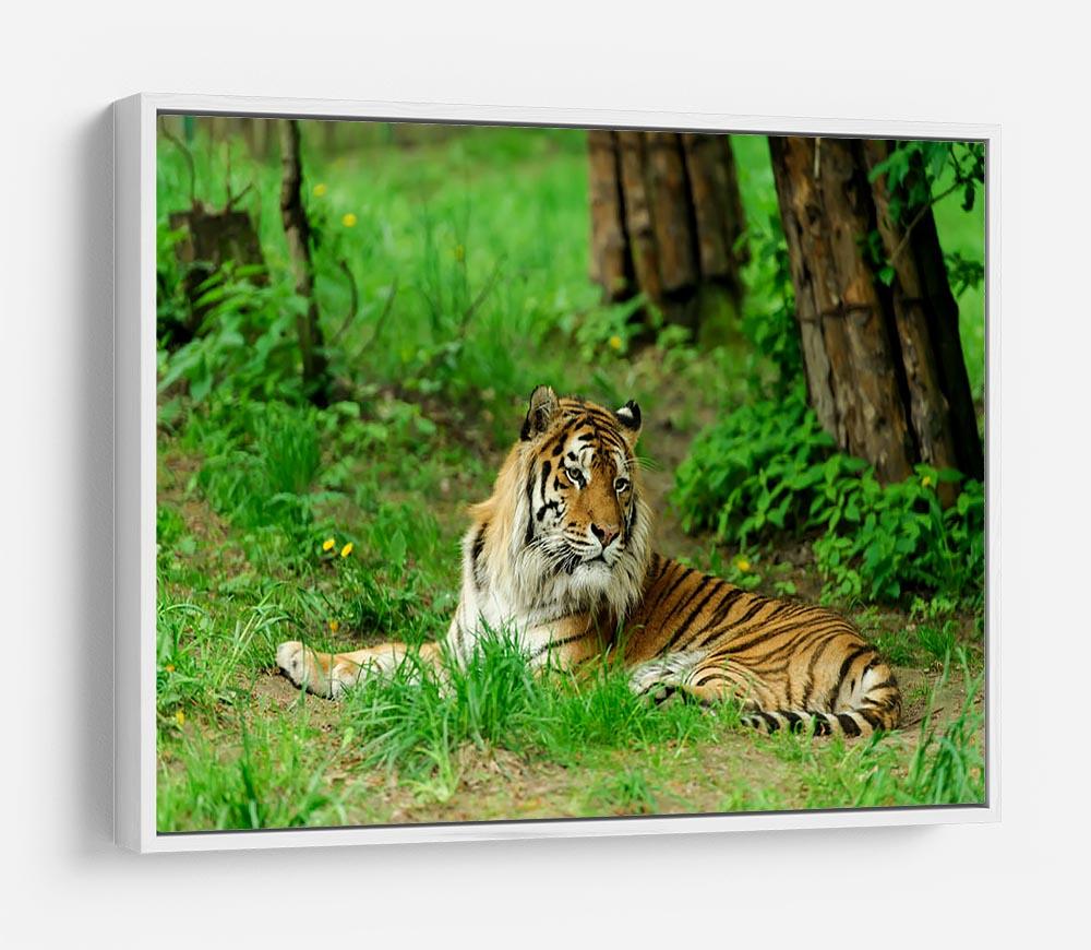 Tiger on the green grass HD Metal Print - Canvas Art Rocks - 7