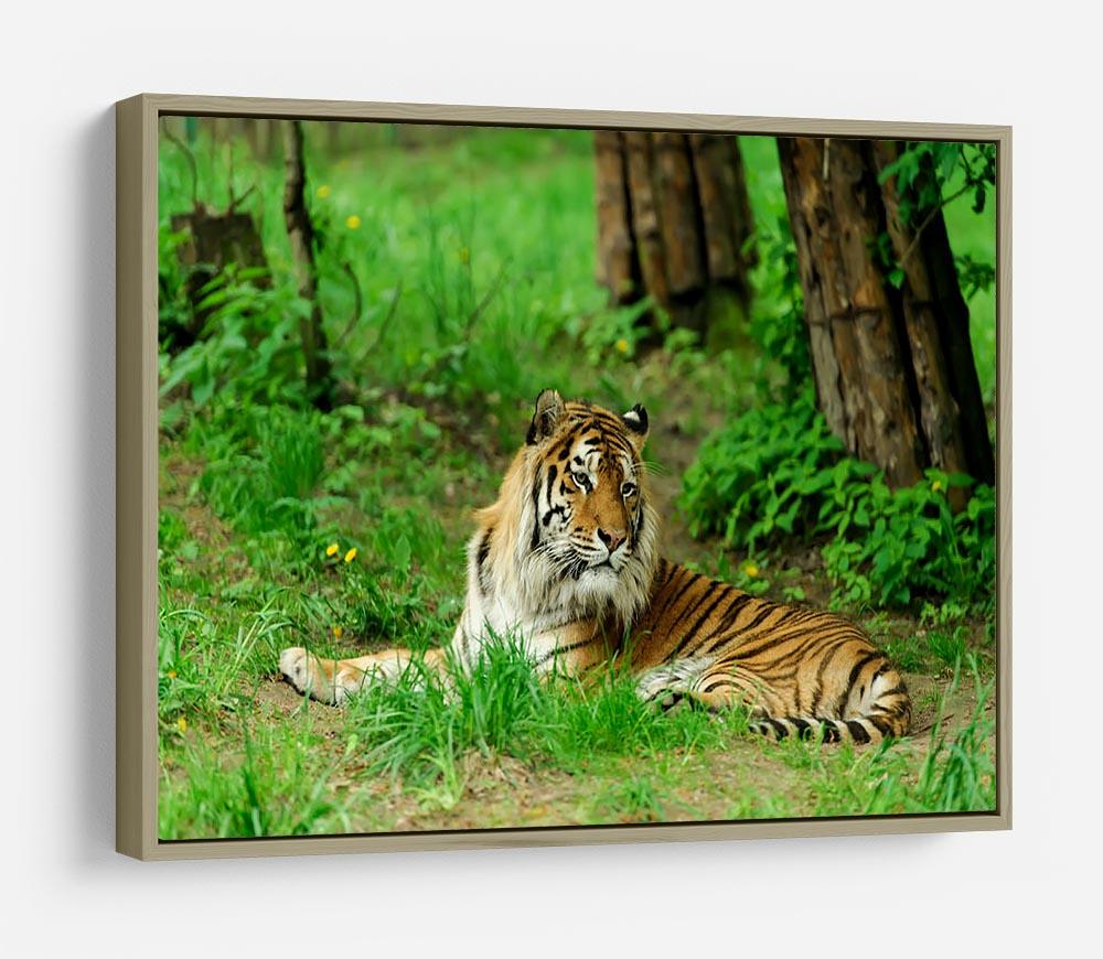 Tiger on the green grass HD Metal Print - Canvas Art Rocks - 8