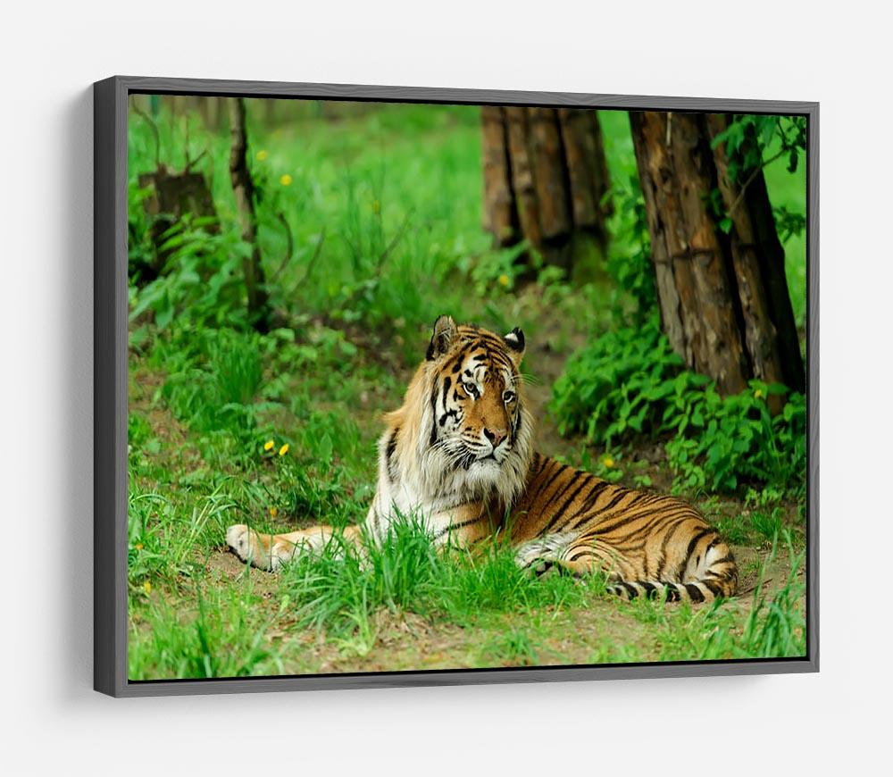 Tiger on the green grass HD Metal Print - Canvas Art Rocks - 9