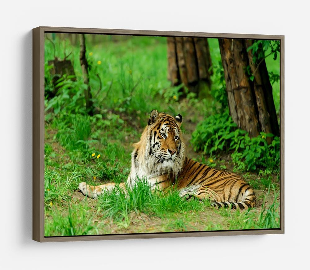 Tiger on the green grass HD Metal Print - Canvas Art Rocks - 10