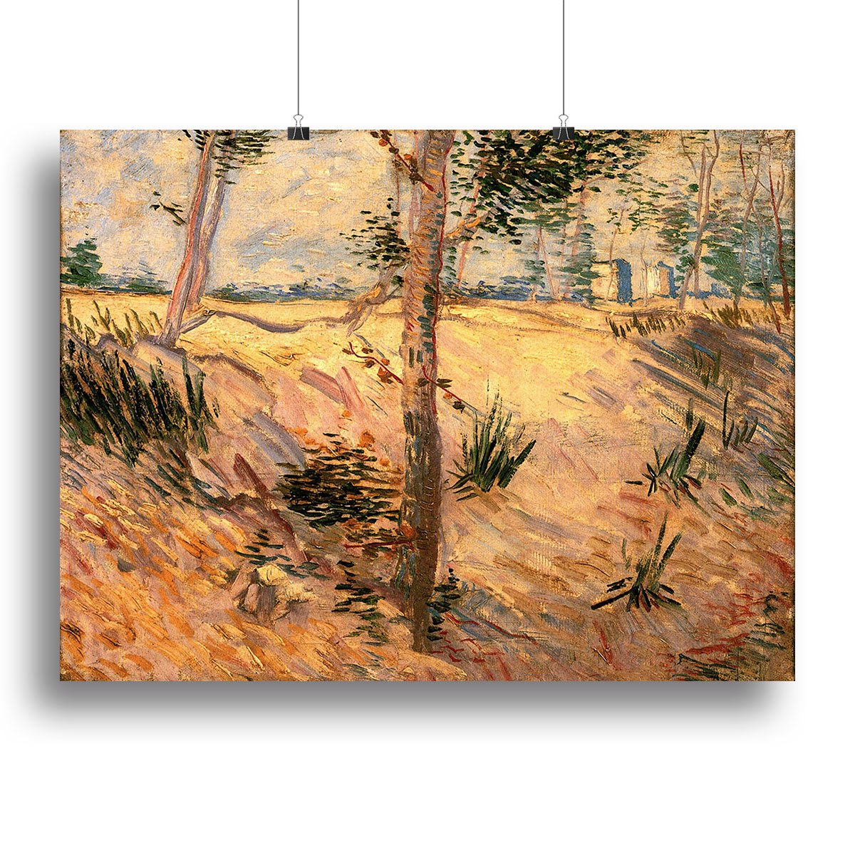 Trees in a Field on a Sunny Day by Van Gogh Canvas Print or Poster