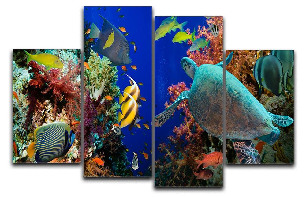 Tropical Anthias fish with net fire corals and shark on Red Sea reef 4 Split Panel Canvas - Canvas Art Rocks - 1