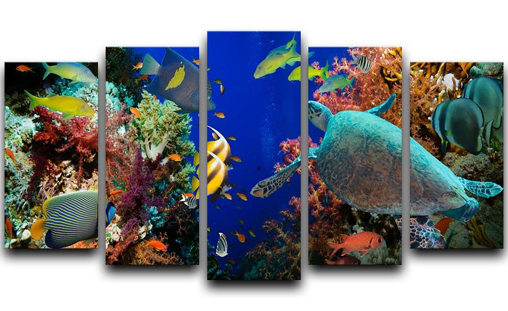 Tropical Anthias fish with net fire corals and shark on Red Sea reef 5 Split Panel Canvas - Canvas Art Rocks - 1