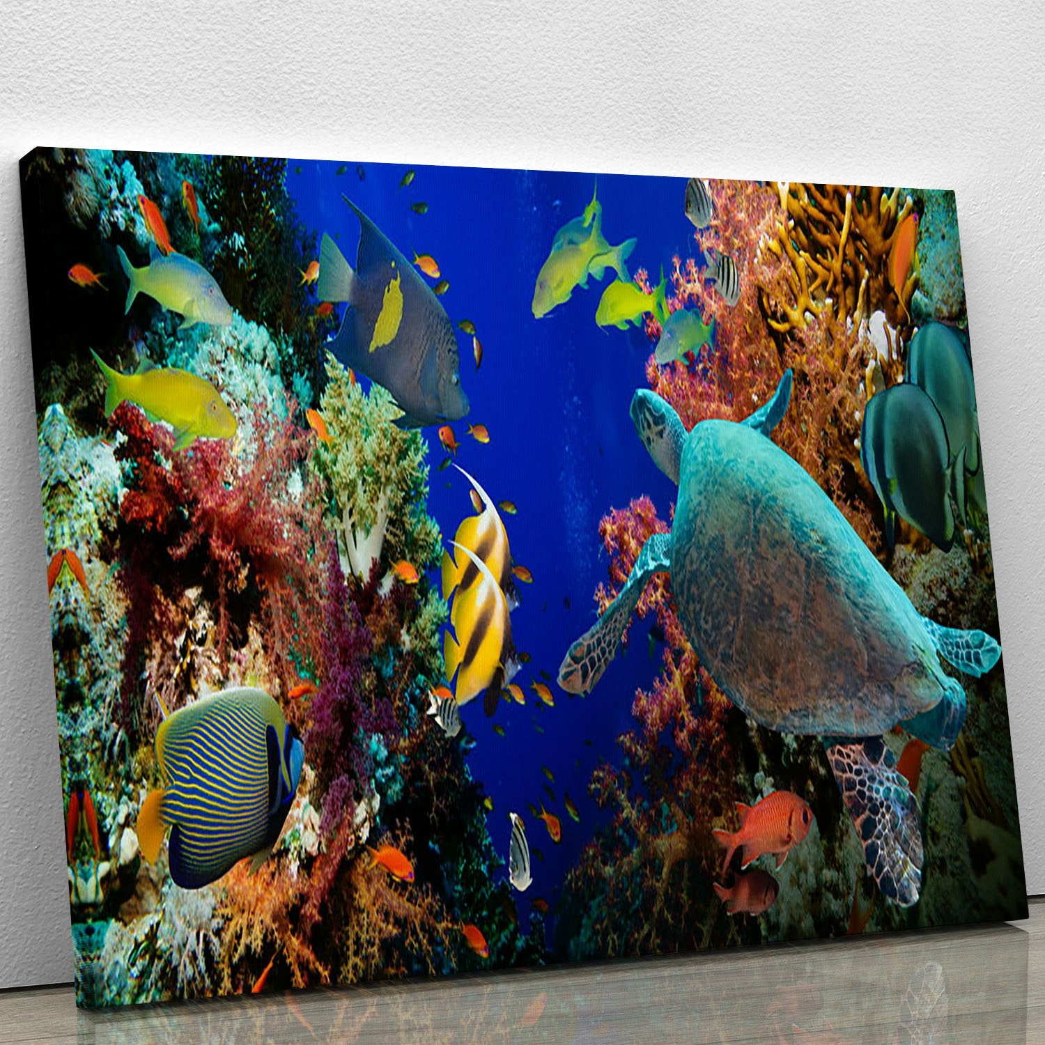 Tropical Anthias fish with net fire corals and shark on Red Sea reef Canvas Print or Poster