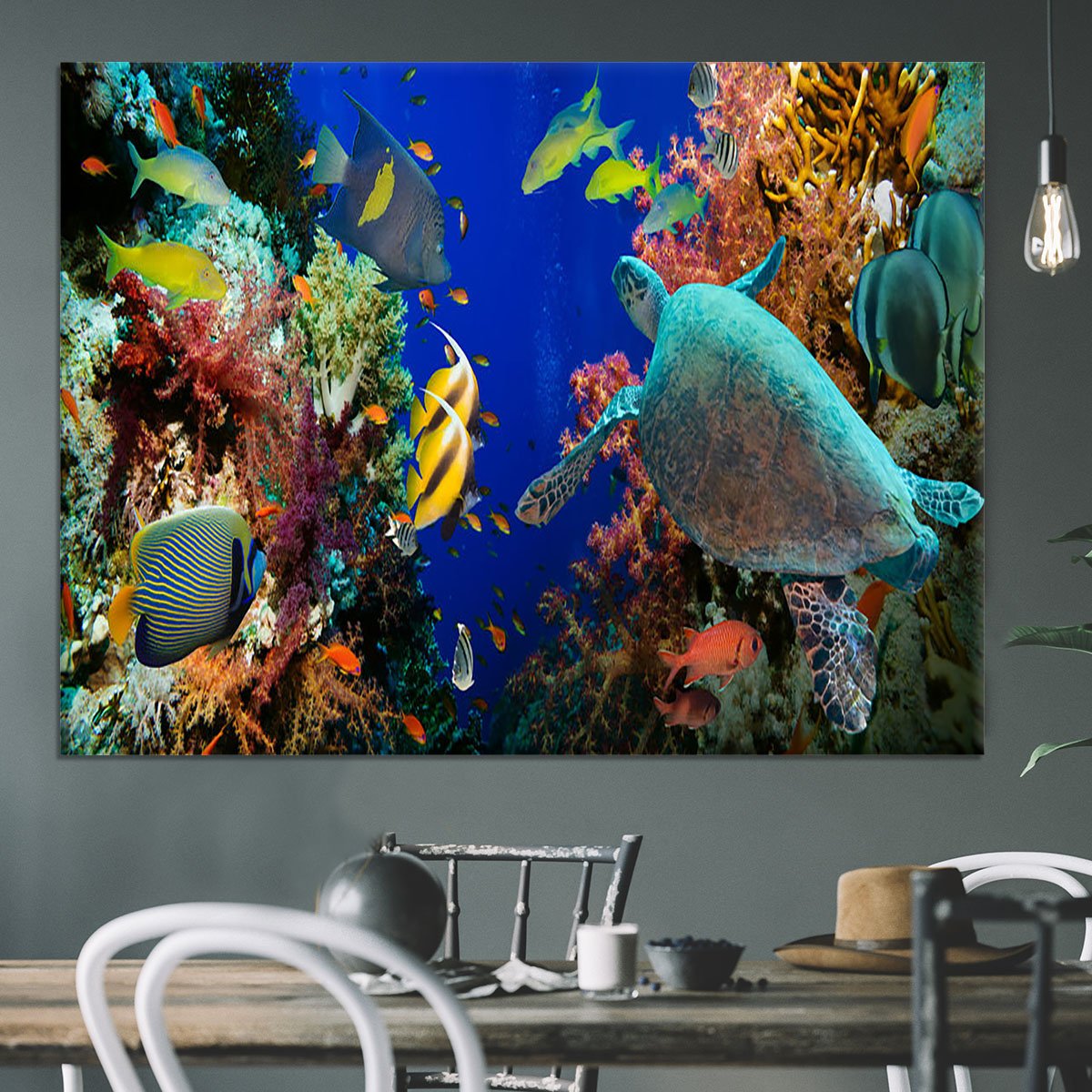 Tropical Anthias fish with net fire corals and shark on Red Sea reef Canvas Print or Poster