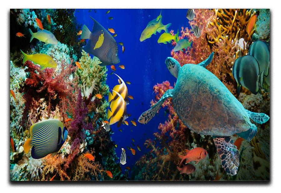 Tropical Anthias fish with net fire corals and shark on Red Sea reef Canvas Print or Poster - Canvas Art Rocks - 1