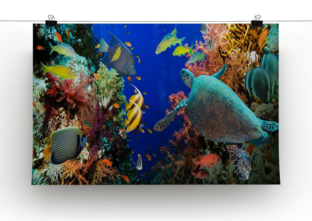 Tropical Anthias fish with net fire corals and shark on Red Sea reef Canvas Print or Poster - Canvas Art Rocks - 2