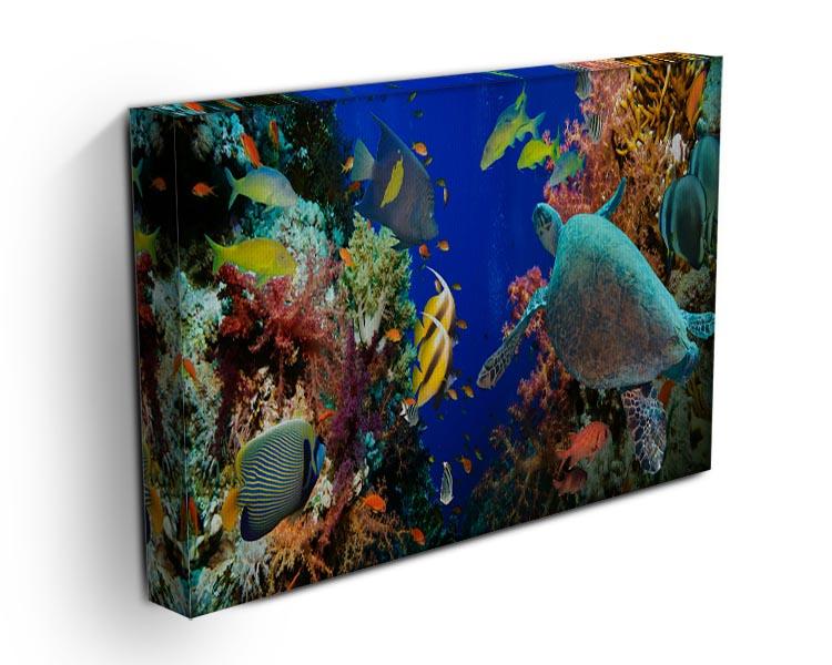 Tropical Anthias fish with net fire corals and shark on Red Sea reef Canvas Print or Poster - Canvas Art Rocks - 3