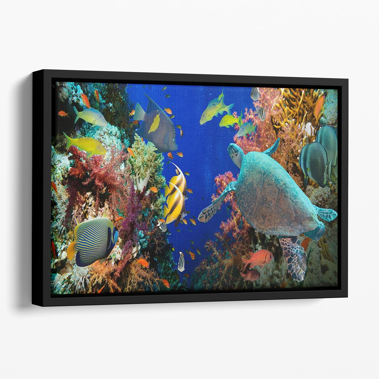 Tropical Anthias fish with net fire corals and shark on Red Sea reef Floating Framed Canvas - Canvas Art Rocks - 1