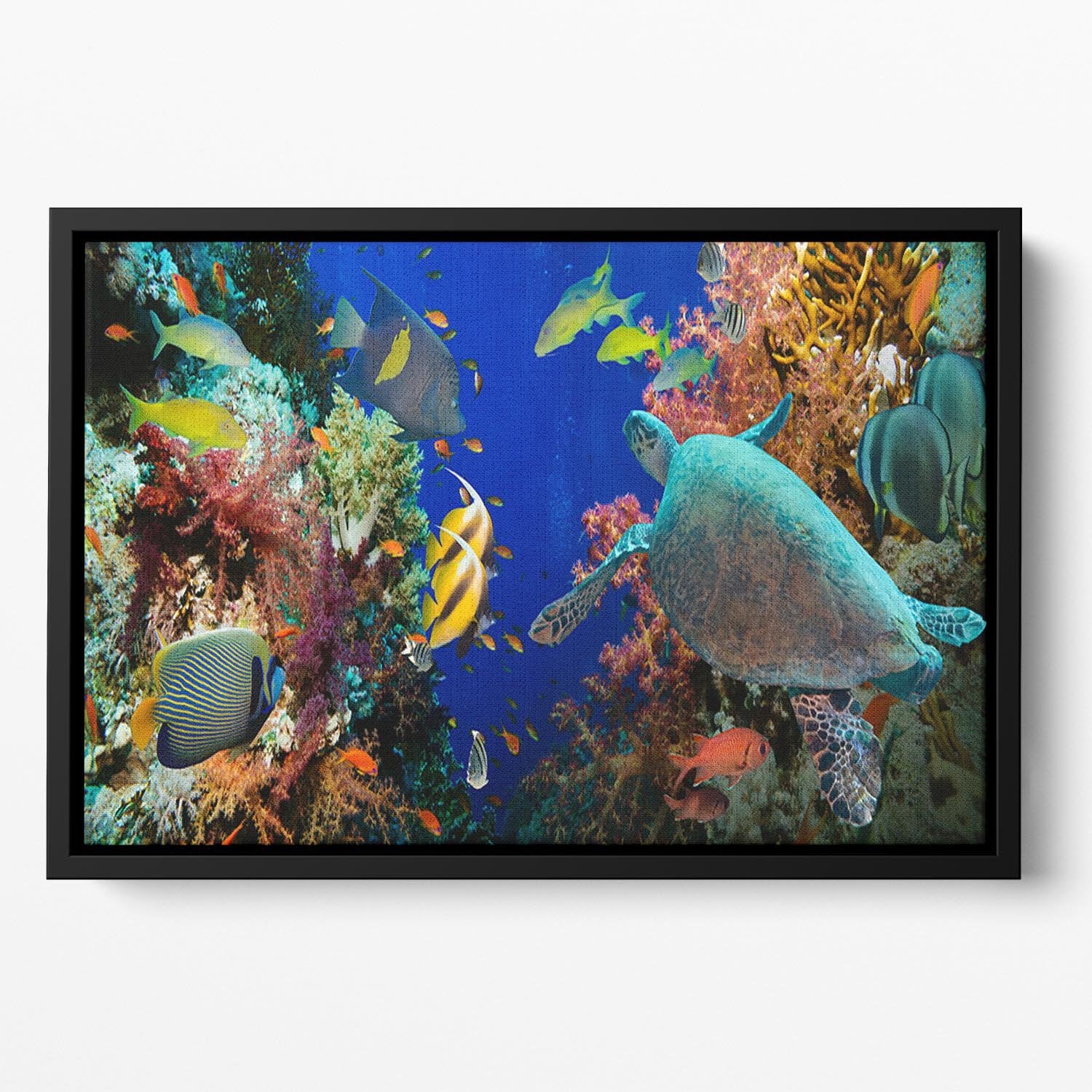 Tropical Anthias fish with net fire corals and shark on Red Sea reef Floating Framed Canvas - Canvas Art Rocks - 2