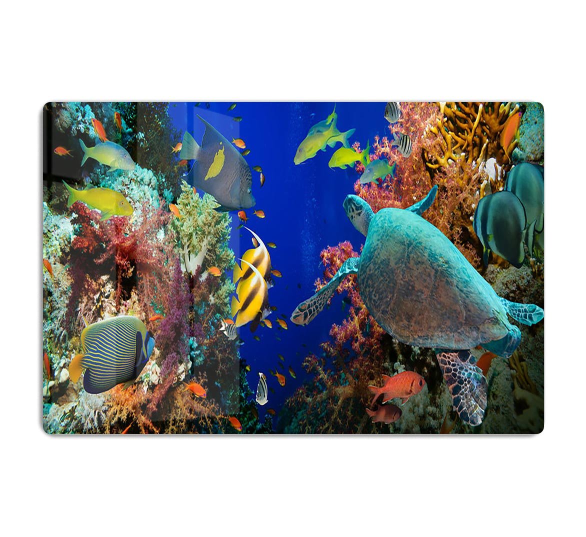 Tropical Anthias fish with net fire corals and shark on Red Sea reef HD Metal Print - Canvas Art Rocks - 1