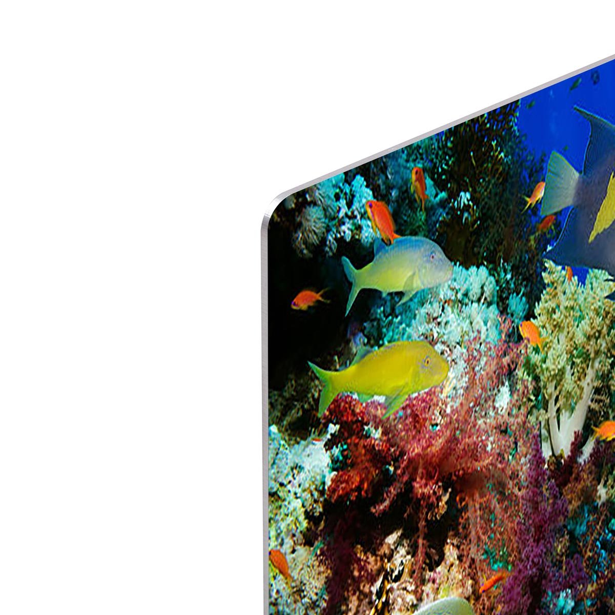 Tropical Anthias fish with net fire corals and shark on Red Sea reef HD Metal Print - Canvas Art Rocks - 4