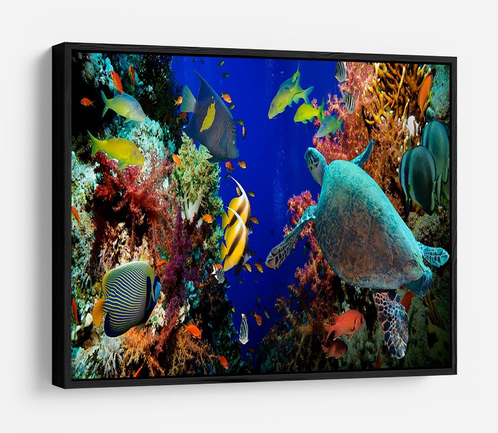 Tropical Anthias fish with net fire corals and shark on Red Sea reef HD Metal Print - Canvas Art Rocks - 6