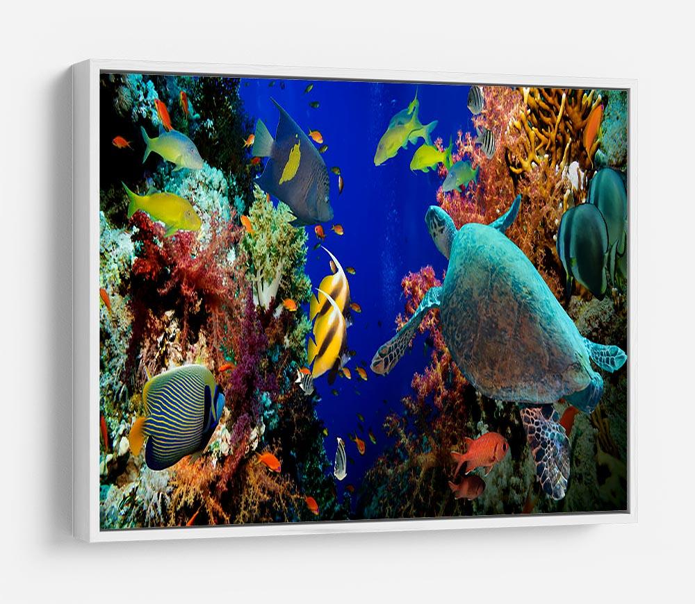 Tropical Anthias fish with net fire corals and shark on Red Sea reef HD Metal Print - Canvas Art Rocks - 7