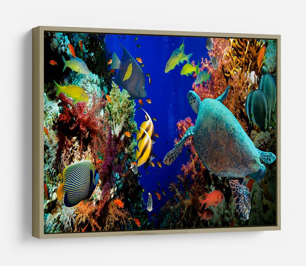 Tropical Anthias fish with net fire corals and shark on Red Sea reef HD Metal Print - Canvas Art Rocks - 8