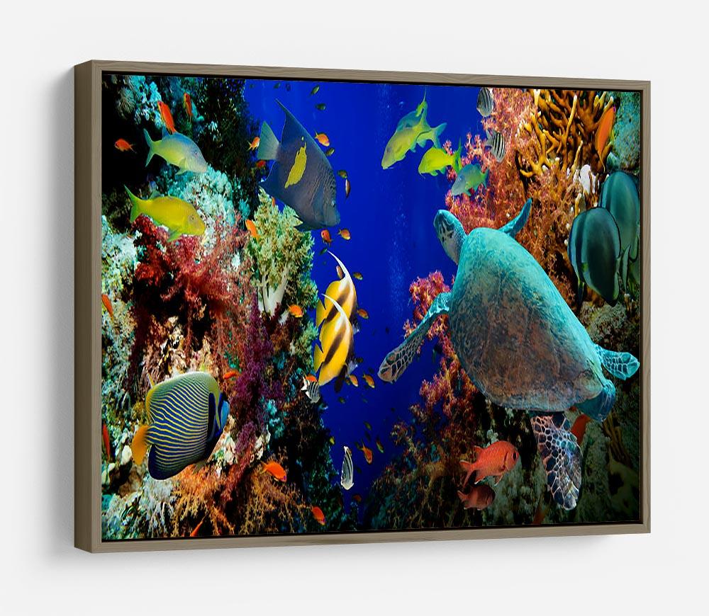 Tropical Anthias fish with net fire corals and shark on Red Sea reef HD Metal Print - Canvas Art Rocks - 10