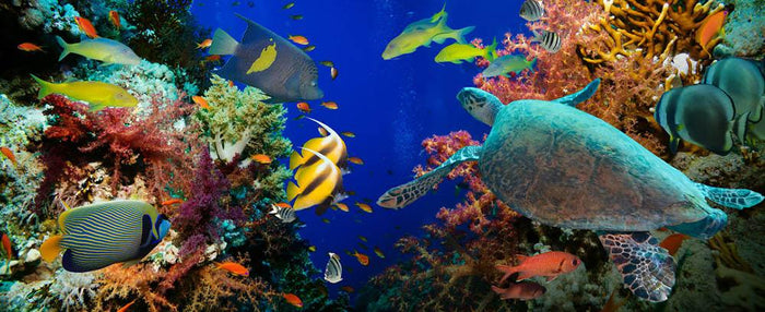 Tropical Anthias fish with net fire corals and shark on Red Sea reef Wall Mural Wallpaper