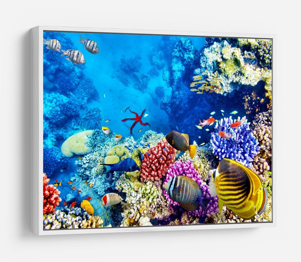 Tropical fish HD Metal Print