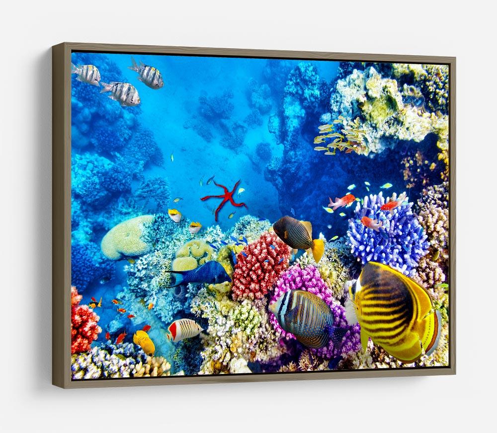 Tropical fish HD Metal Print