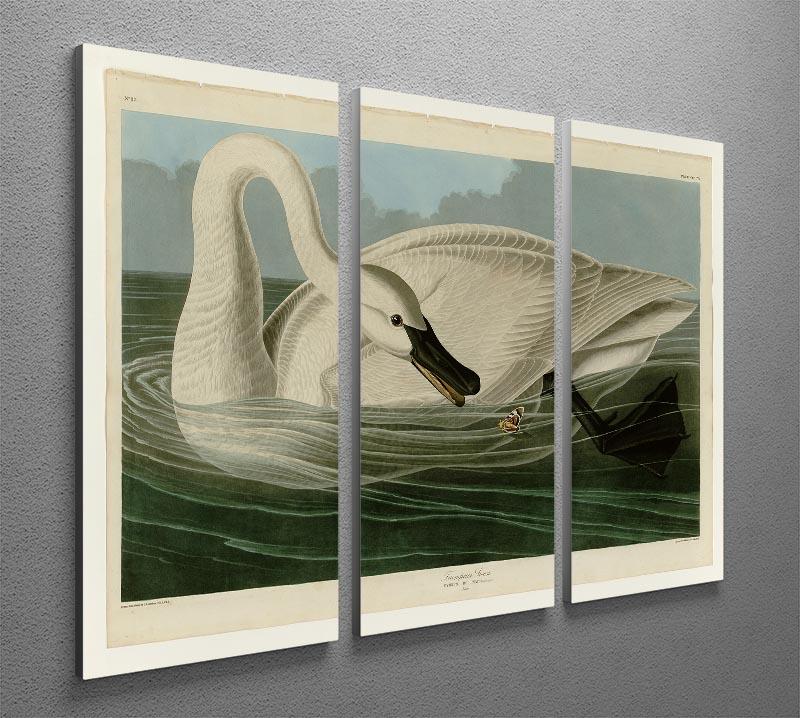 Trumpeter Swan by Audubon 3 Split Panel Canvas Print - Canvas Art Rocks - 2