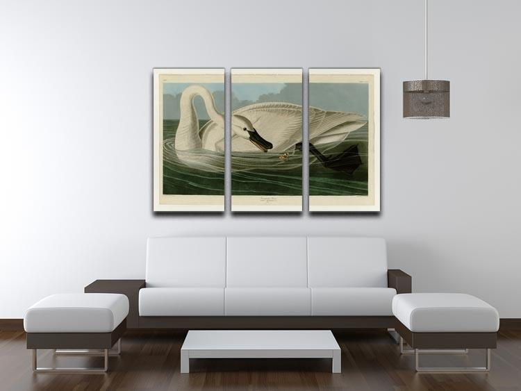 Trumpeter Swan by Audubon 3 Split Panel Canvas Print - Canvas Art Rocks - 3