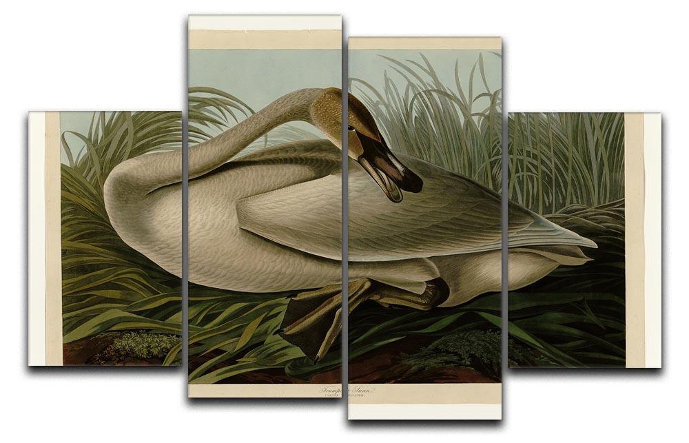 Trumpeter_Swan by Audubon 4 Split Panel Canvas - Canvas Art Rocks - 1