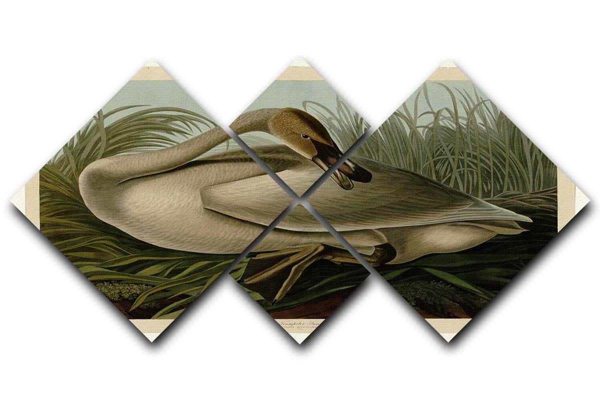 Trumpeter_Swan by Audubon 4 Square Multi Panel Canvas - Canvas Art Rocks - 1