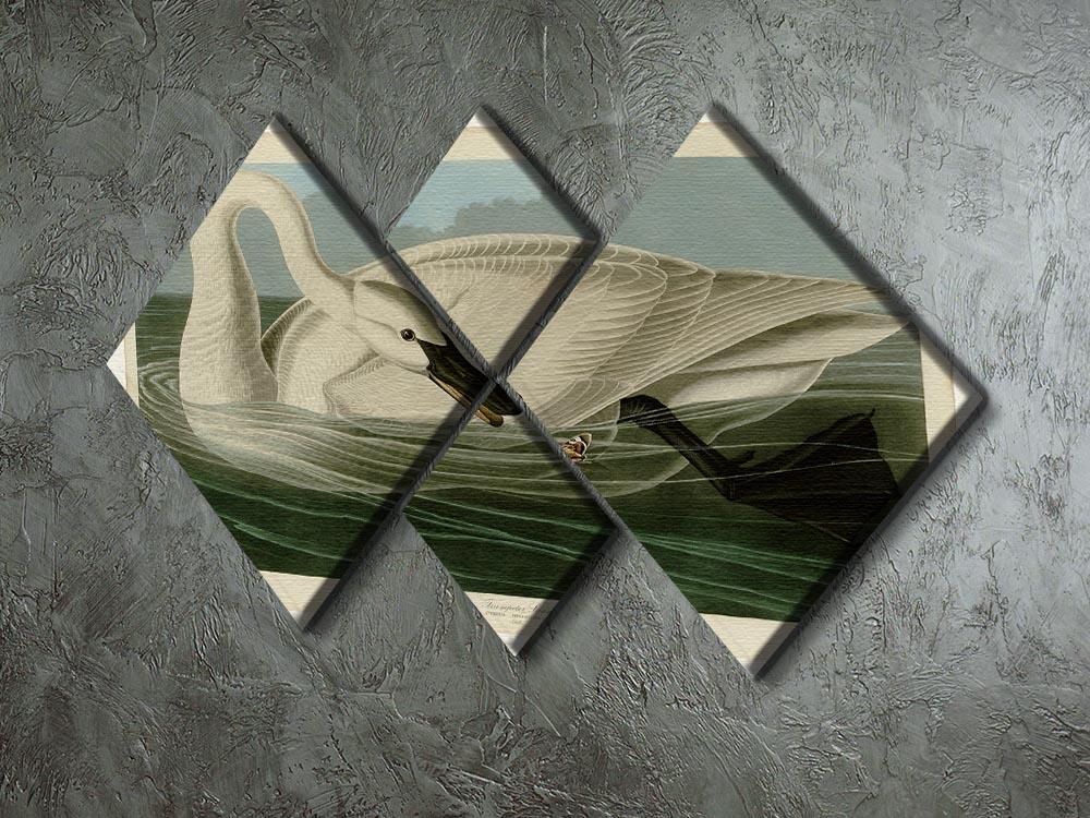 Trumpeter Swan by Audubon 4 Square Multi Panel Canvas - Canvas Art Rocks - 2