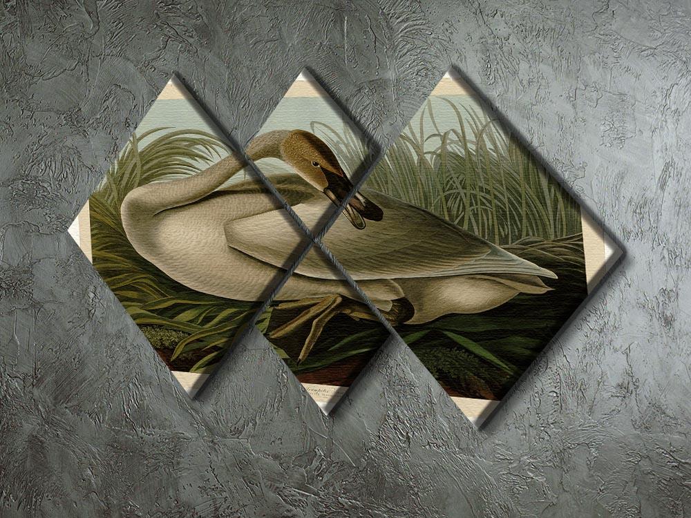 Trumpeter_Swan by Audubon 4 Square Multi Panel Canvas - Canvas Art Rocks - 2