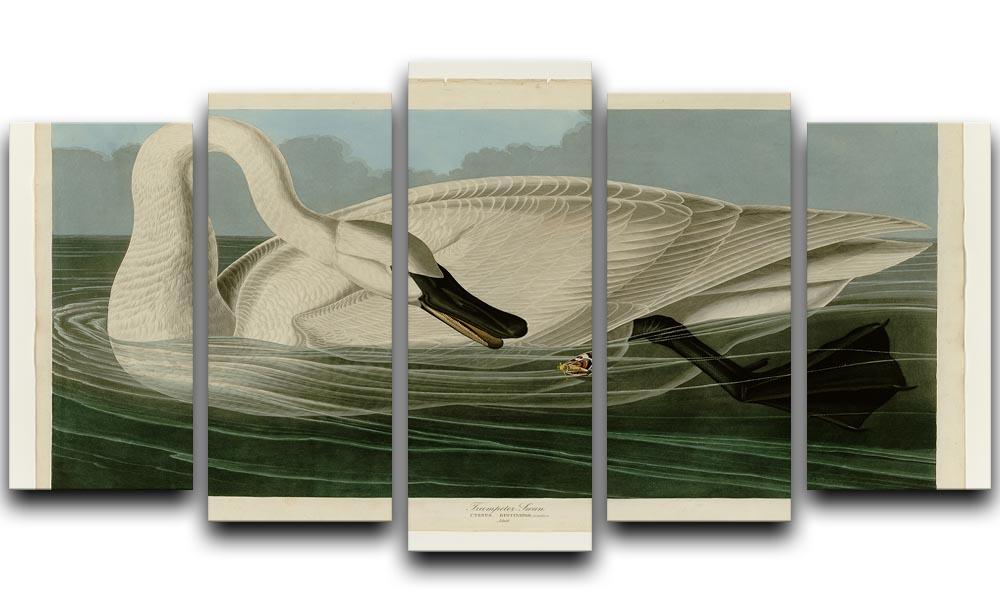 Trumpeter Swan by Audubon 5 Split Panel Canvas - Canvas Art Rocks - 1
