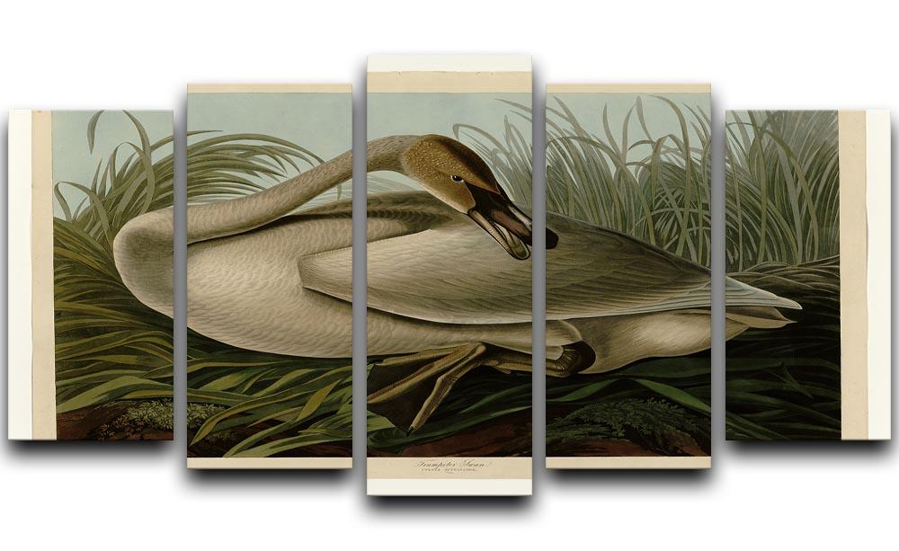 Trumpeter_Swan by Audubon 5 Split Panel Canvas - Canvas Art Rocks - 1