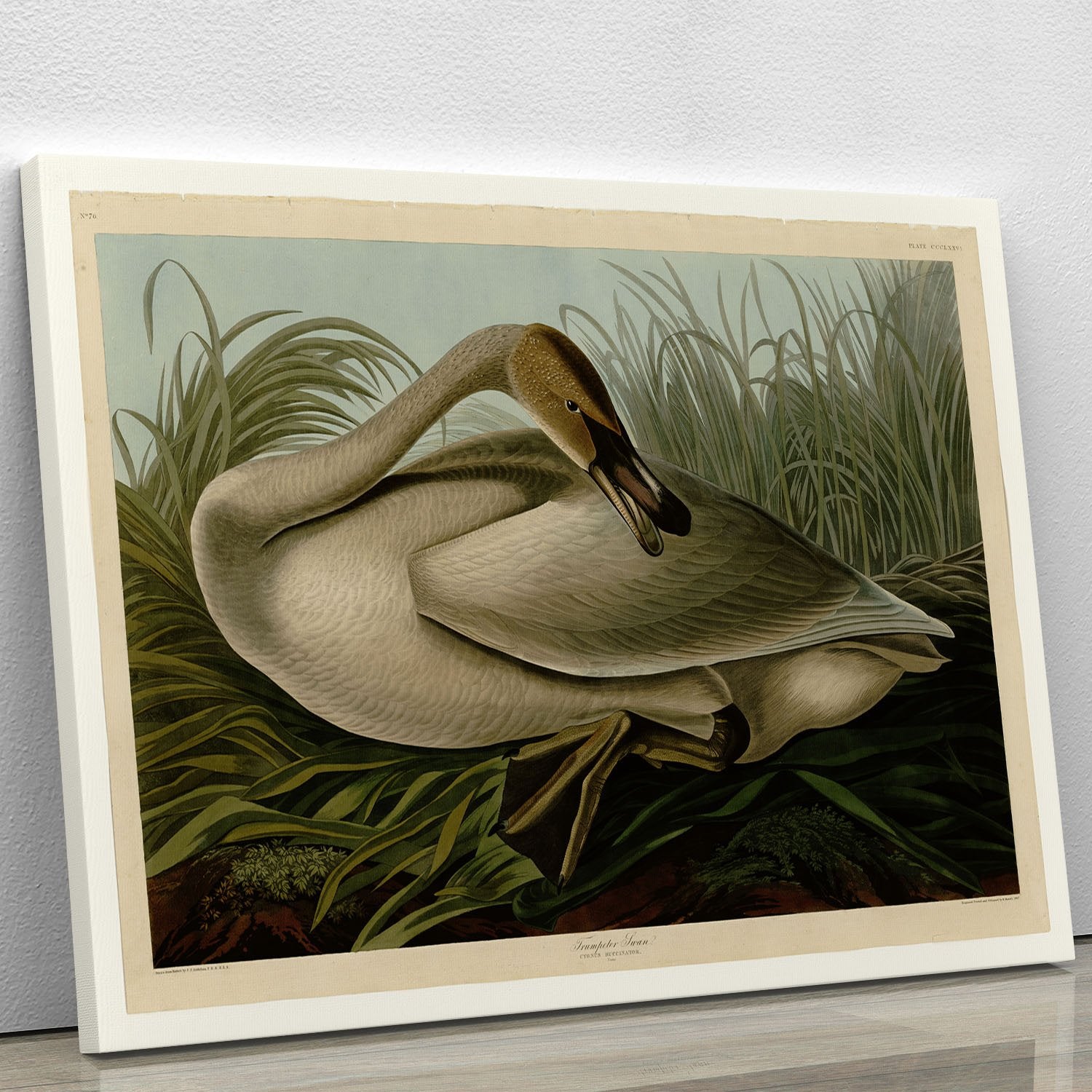 Trumpeter_Swan by Audubon Canvas Print or Poster