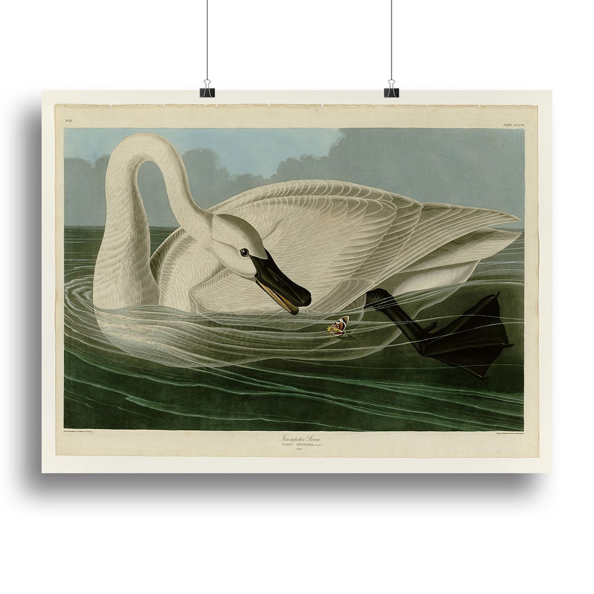 Trumpeter Swan by Audubon Canvas Print or Poster
