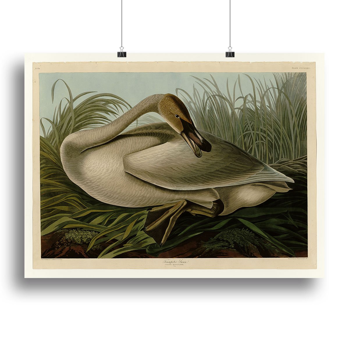 Trumpeter_Swan by Audubon Canvas Print or Poster