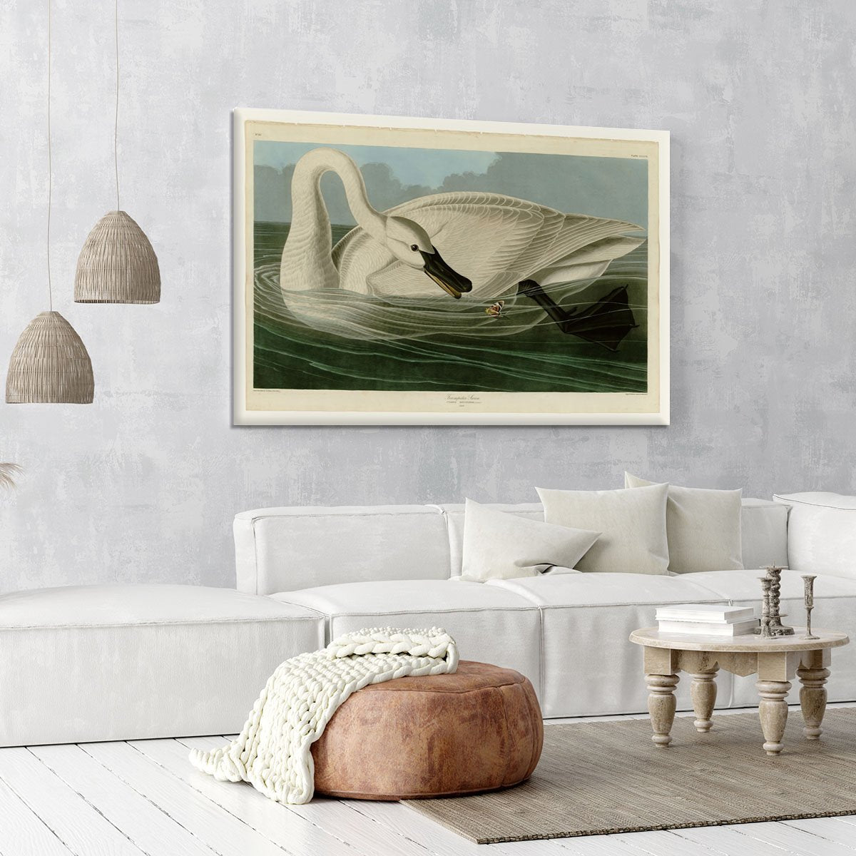 Trumpeter Swan by Audubon Canvas Print or Poster