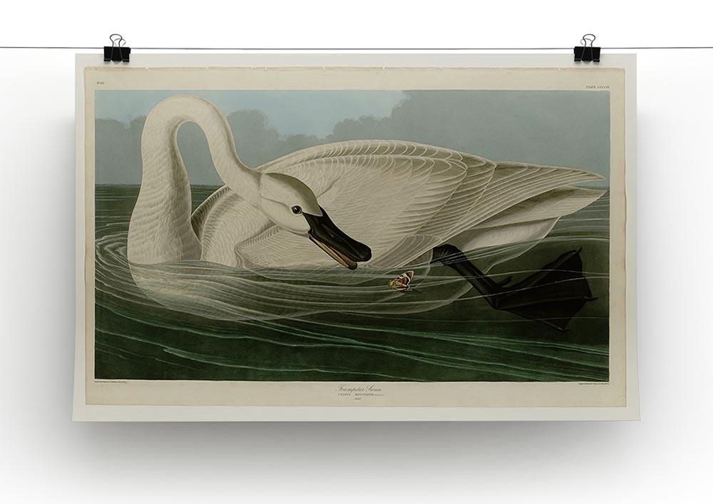 Trumpeter Swan by Audubon Canvas Print or Poster - Canvas Art Rocks - 2